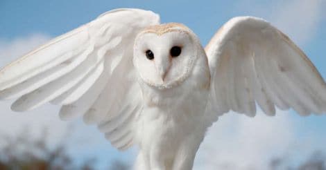astro-barn-owl astro-barn-owl