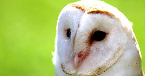 barn-owl barn-owl