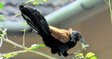Crow Pheasant Crow Pheasant