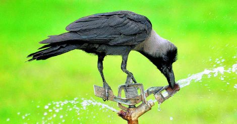 Crow Crow