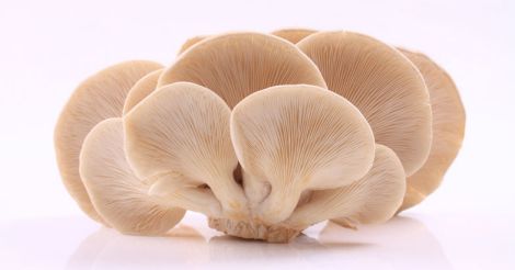 Oyster-Mushrooms