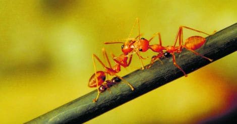 Ants Love Making Moment