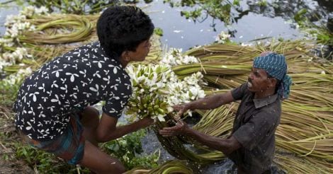 Waterlily harvesting in Bangladesh