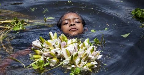 Waterlily harvesting in Bangladesh