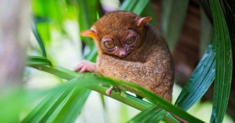 tarsier