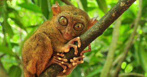 tarsier