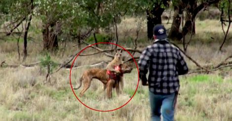 kangaroo attacks dog