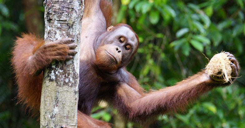 orangutan orangutan