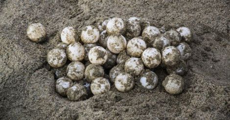 Sea Turtle Eggs