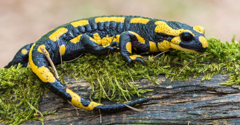 salamander salamander