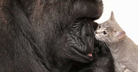  Koko the Gorilla