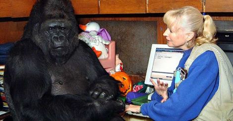  Koko the Gorilla