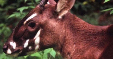 saola-deer