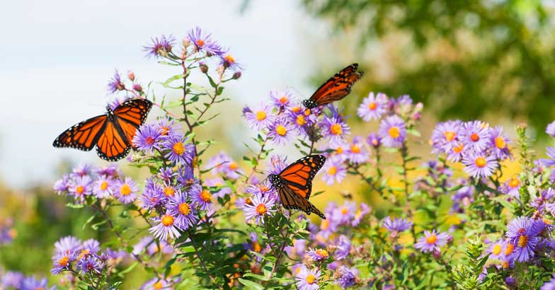 Monarch Butterfiles Monarch Butterfiles