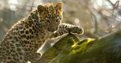 leopard-amur