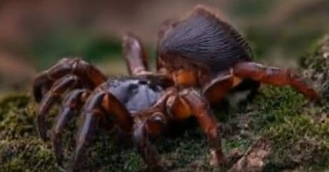 Chinese hourglass spider