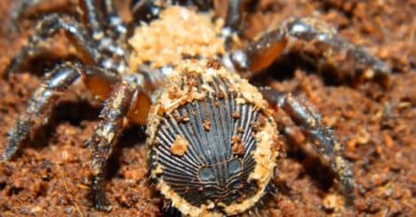 Chinese hourglass spider