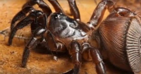 Chinese hourglass spider