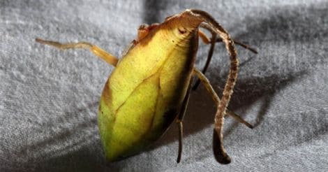 leaf-like spider