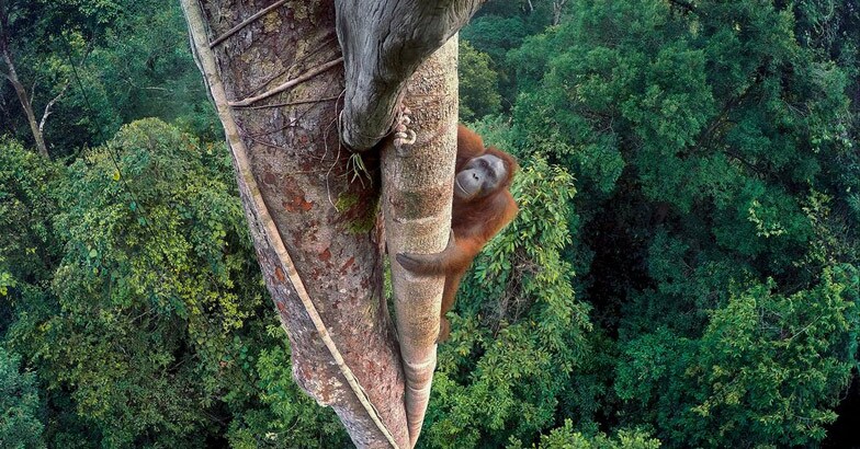 orangutan orangutan