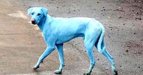 Blue Dogs