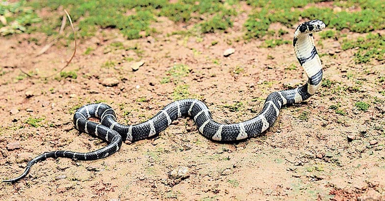 King Cobra King Cobra