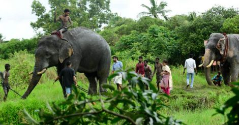 viswanathan-elephant1
