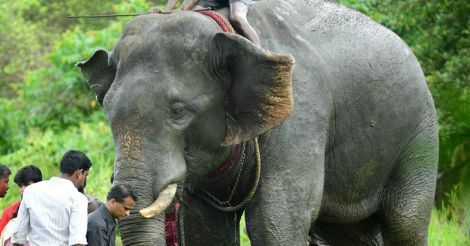 viswanathan-elephant2