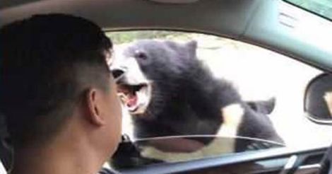  Man Rolls Down Window To Feed Bears