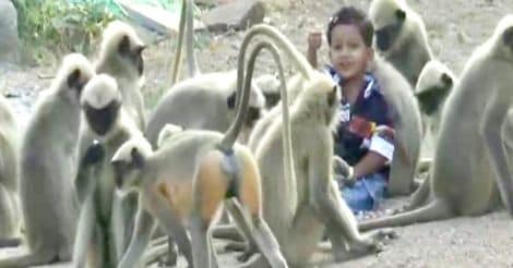 boy plays with monkeys