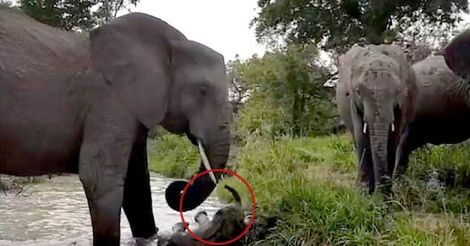 Elephant calf saved from stream