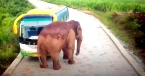 Elephant Assaults Bus