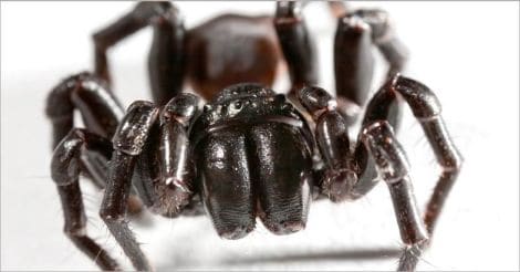 funnel web spiders