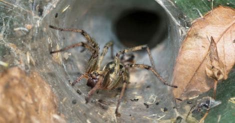 funnel web spiders