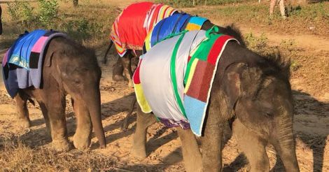 Myanmar elephants keep warm with giant blankets
