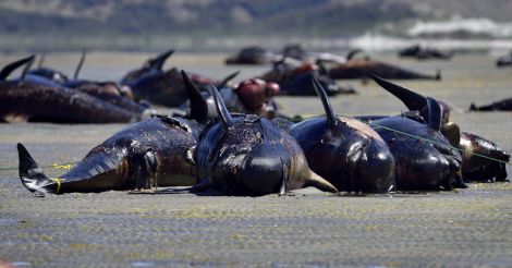 whales were stranded on the New Zealand beach