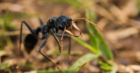 Bulldog Ant