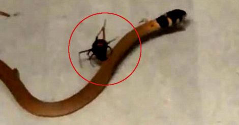 redback-spider-vs-brown-snake