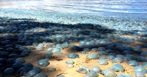 Entire beach invaded by blue jellyfish