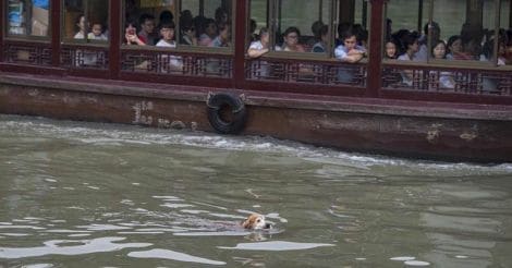 Dog clearing trash from river