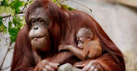Bornean Orangutans