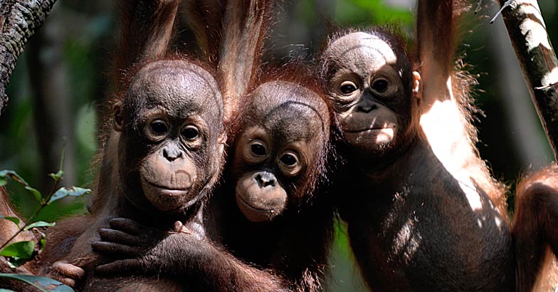 orangutan orangutan