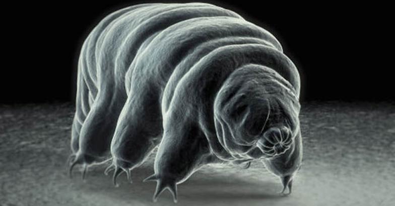 Tardigrade Tardigrade