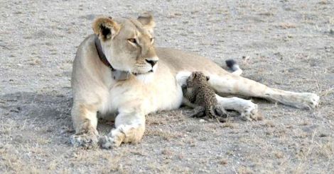 Lion seen nursing leopard cub