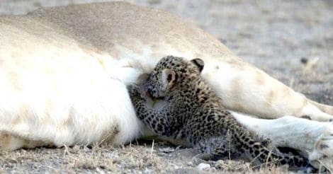 Lion seen nursing leopard cub