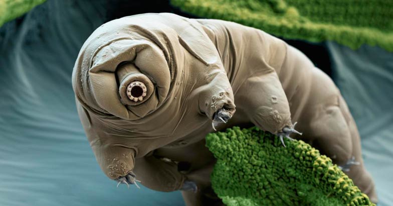 Tardigrade Tardigrade