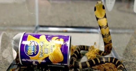King Cobra smuggled in potato chip can