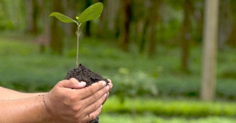 Tree Planting