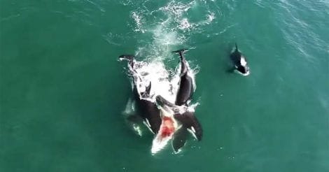 Orcas team up to hunt whale