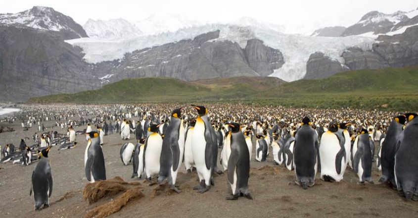 Antarctica Antarctica